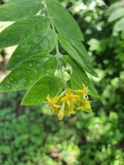 Englerodaphne pilosa