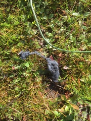 Thaumetopoea herculeana