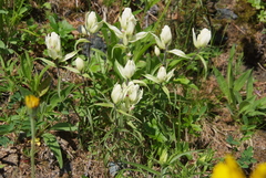 Castilleja pallida