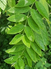 Englerodaphne pilosa