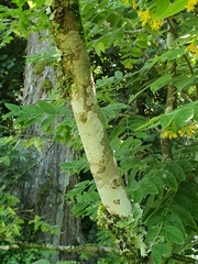 Englerodaphne pilosa