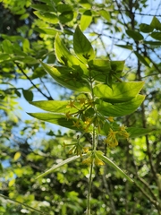 Englerodaphne pilosa