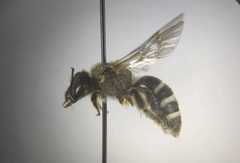 Lasioglossum albocinctum