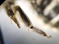 Lasioglossum albocinctum