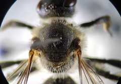 Lasioglossum albocinctum