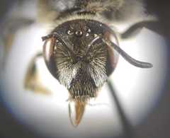 Lasioglossum albocinctum