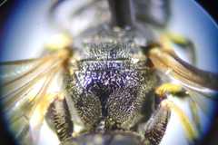 Lasioglossum albocinctum