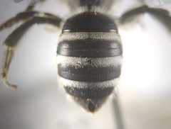 Lasioglossum albocinctum