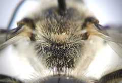 Lasioglossum albocinctum