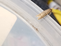 Blastobasis phycidella