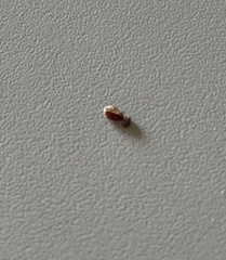 Stegobium
