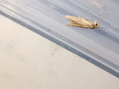 Blastobasis phycidella