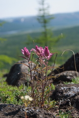 Castilleja rubra