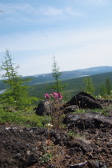 Castilleja rubra