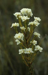 Lachnaea capitata