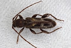 Phacodes