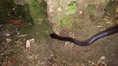 Stegonotus australis