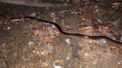 Stegonotus australis