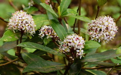 Skimmia