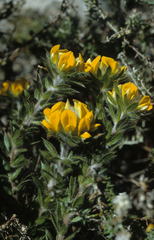 Aspalathus aspalathoides