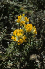 Aspalathus aspalathoides