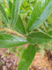 Periandra mediterranea