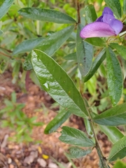 Periandra mediterranea