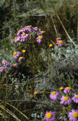 Senecio grandiflorus