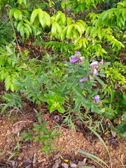 Periandra mediterranea