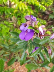 Periandra mediterranea