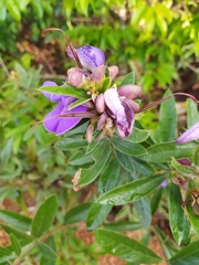 Periandra mediterranea