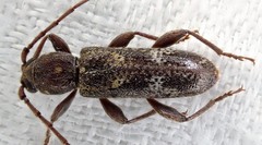 Phacodes