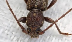 Phacodes