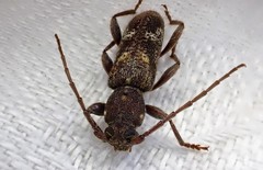Phacodes