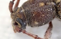 Phacodes