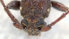 Phacodes