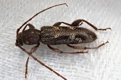 Phacodes