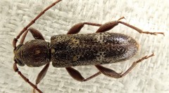 Phacodes