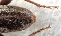 Phacodes
