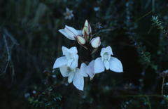 Disa rosea