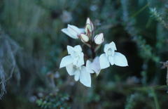 Disa rosea