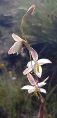 Hesperantha radiata