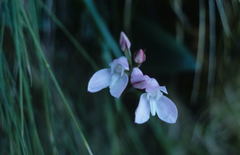 Disa rosea