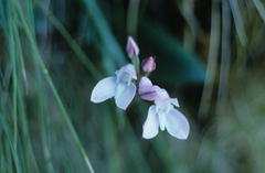Disa rosea