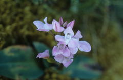 Disa rosea