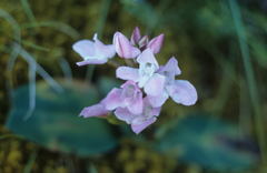Disa rosea