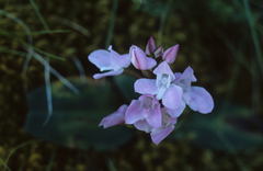 Disa rosea
