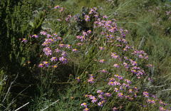 Senecio grandiflorus