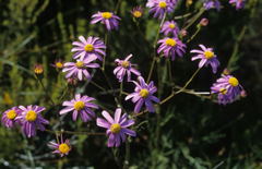 Senecio grandiflorus