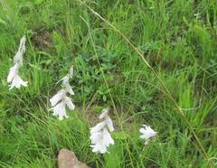 Dierama argyreum